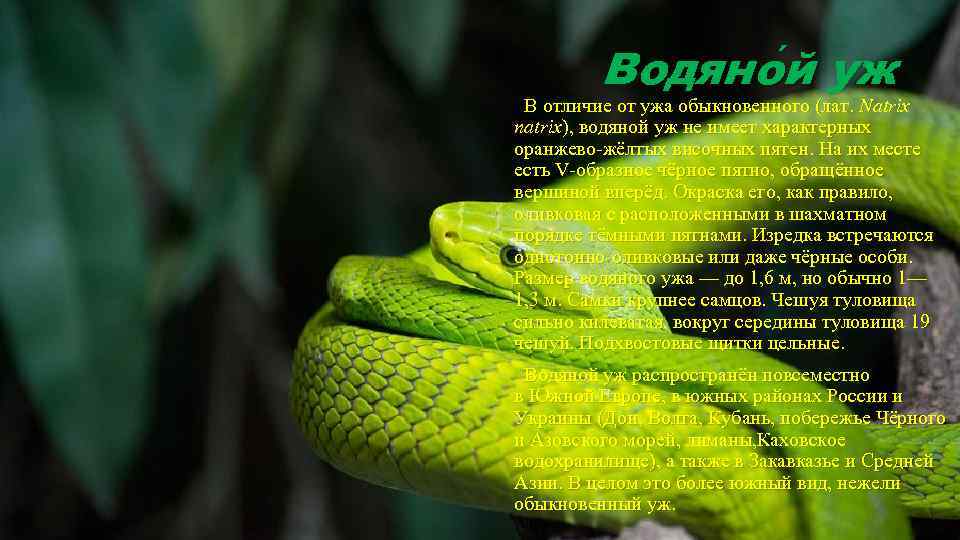 Водяно й уж В отличие от ужа обыкновенного (лат. Natrix natrix), водяной уж не