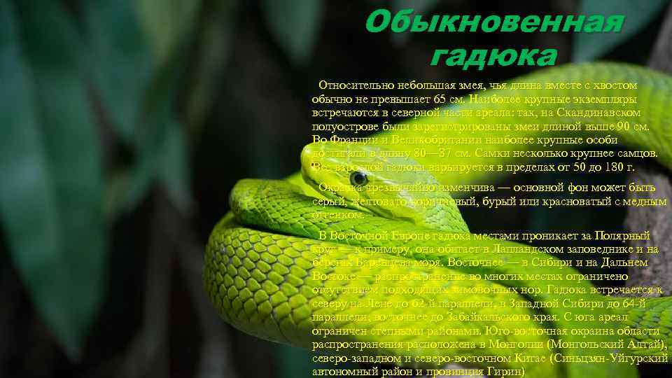 Обыкновенная гадюка Относительно небольшая змея, чья длина вместе с хвостом обычно не превышает 65