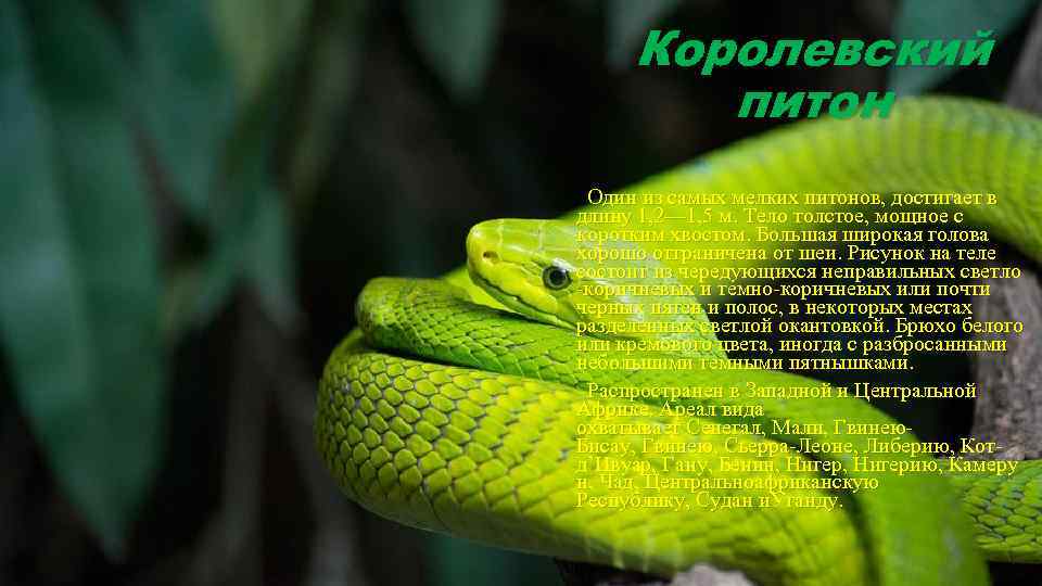 Королевский питон Один из самых мелких питонов, достигает в длину 1, 2— 1, 5