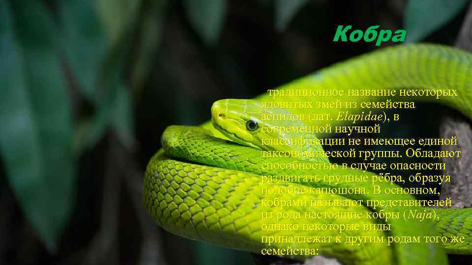 Кобра традиционное название некоторых ядовитых змей из семейства аспидов (лат. Elapidae), в современной научной