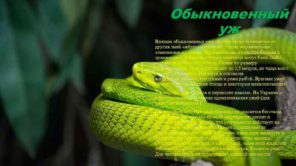 Обыкновенный уж Внешне обыкновенные ужи обычно легко отличаются от других змей «жёлтыми ушами» —