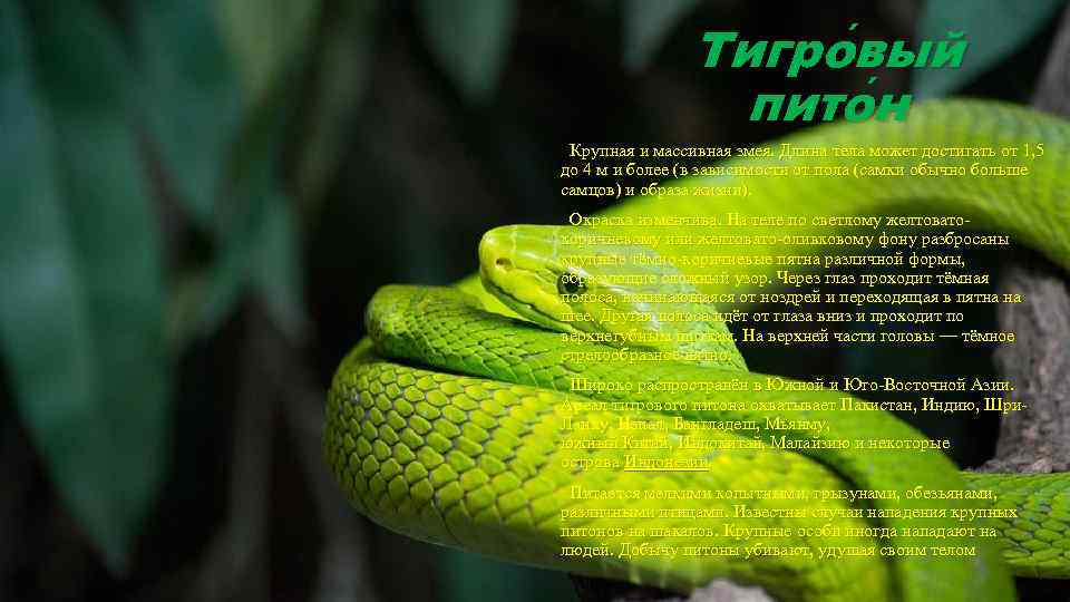 Тигро вый пито н Крупная и массивная змея. Длина тела может достигать от 1,