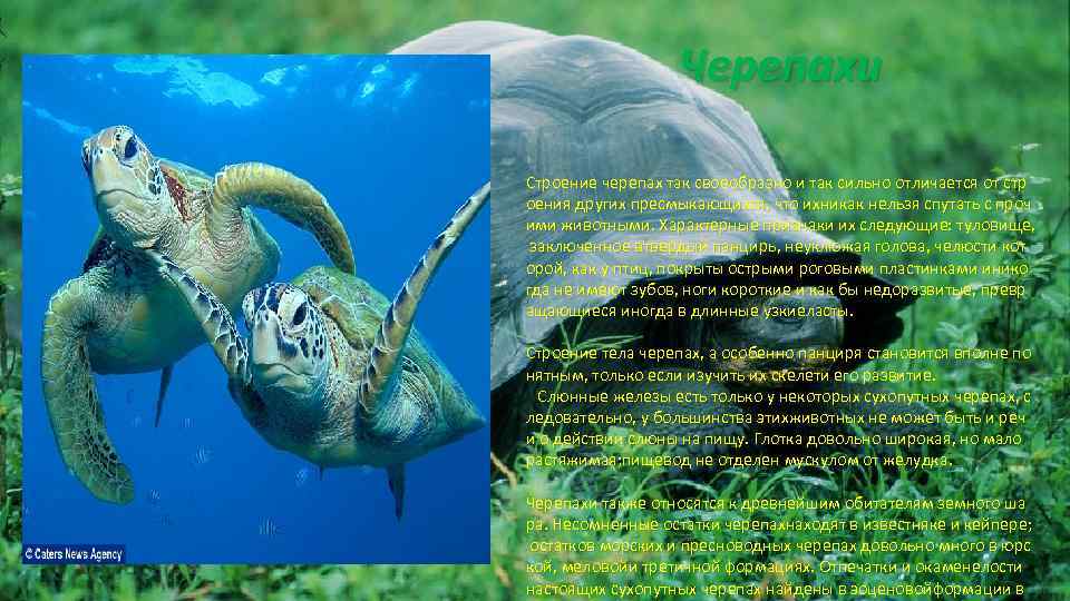 Черепахи Строение черепах так своеобразно и так сильно отличается от стр оения других пресмыкающихся,