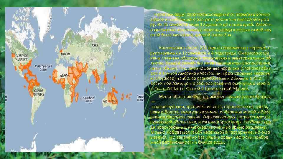  Черепахи ведут свое происхождение от пермских котило завров и наибольшего расцвета достигали вмезозойскую