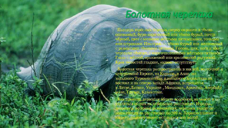 Болотная черепаха Панцирь взрослых черепах сверху окрашен в тёмнооливковый, буро-коричневый или тёмно-бурый, почти чёрный,