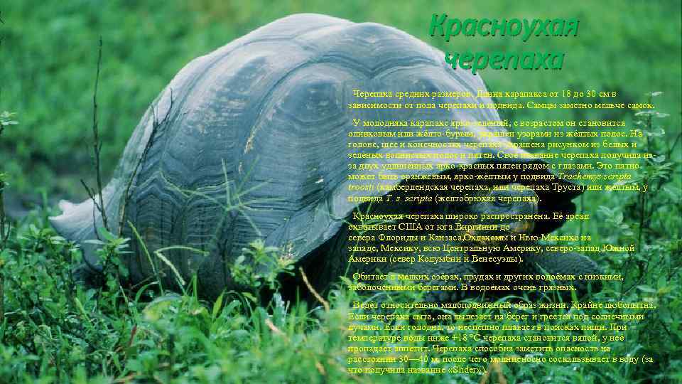 Красноухая черепаха Черепаха средних размеров. Длина карапакса от 18 до 30 см в зависимости