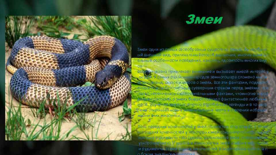 Змеи одни из самых своеобразных существ на земле. Их необычн ый внешний вид, оригинальныйспособ