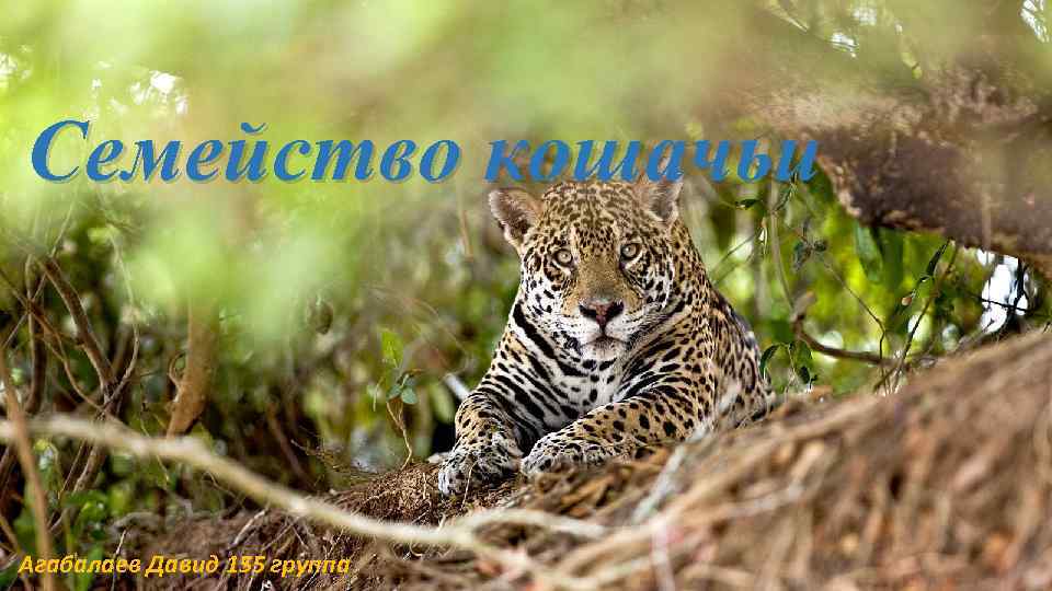 Семейство кошачьи Агабалаев Давид 155 группа 