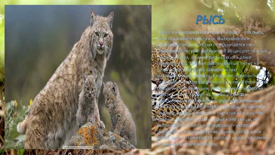 РЫСЬ Одна из «морозоустойчивых» кошек - это рысь, типичный обитатель тайги. Высоконогая и широколапая