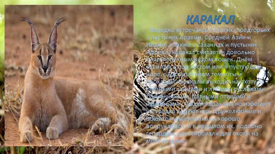КАРАКАЛ Нередко встречаясь в степях, предгорьях и пустынях Аравии, Средней Азии и Индии, а