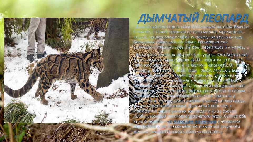 ДЫМЧАТЫЙ ЛЕОПАРД Дымчатый леопард относится к малым кошкам. Вместе с тем он, а также