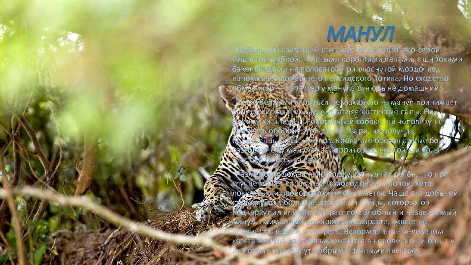 МАНУЛ Небольшой азиатский степной кот, с желтовато-серой пушистой шубкой, толстыми короткими лапами, с широкими