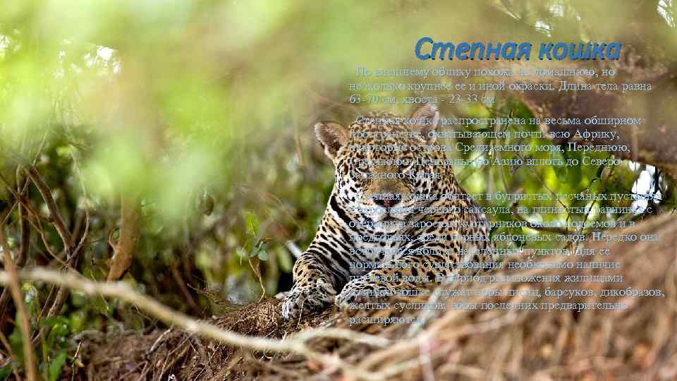 Степная кошка По внешнему облику похожа на домашнюю, но несколько крупнее ее и иной