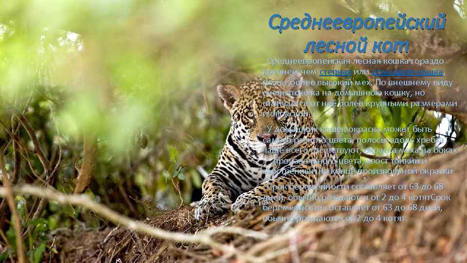Среднеевропейский лесной кот Среднеевропейская лесная кошка гораздо крупнее, чем степная или домашняя кошка, имеет
