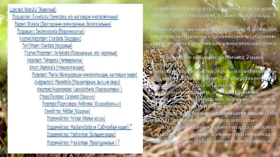  Кошачьи широко распространены по всем конти нентам, кроме Австралии, а также Мадагаскара, В