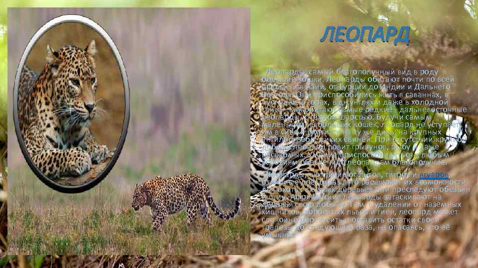 ЛЕОПАРД Леопарды самый благополучный вид в роду большие кошки. Леопарды обитают почти по всей