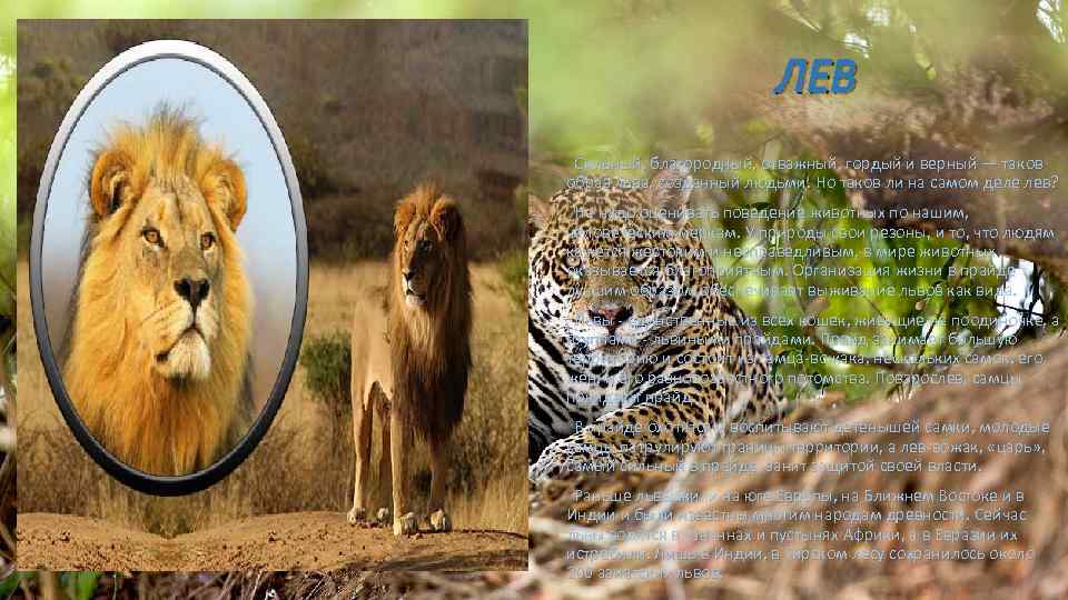 ЛЕВ Сильный, благородный, отважный, гордый и верный — таков образ льва, созданный людьми. Но