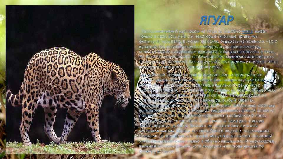 ЯГУАР Телосложением ягуар похож на тигра и, подобно тигру, живет только в лесу. Есть