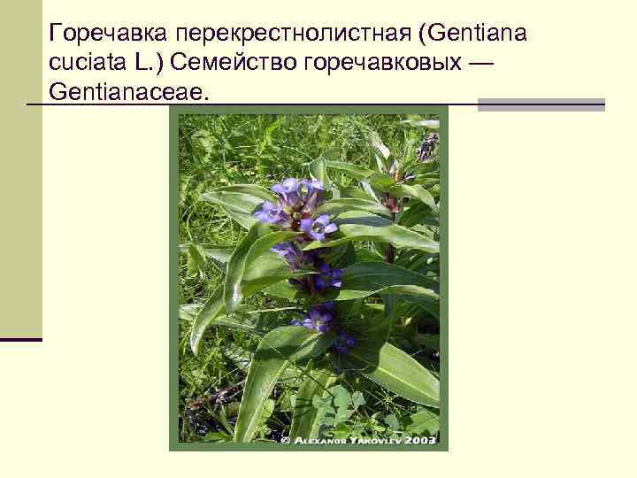 Горечавка перекрестнолистная (Gentiana сuciata L. ) Семейство горечавковых — Gentianaceae. 