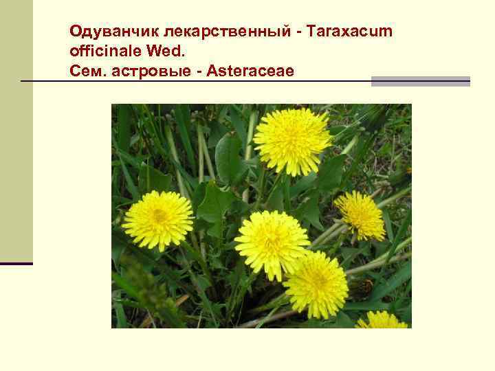 Одуванчик лекарственный - Taraxacum officinale Wed. Сем. астровые - Asteraceae 