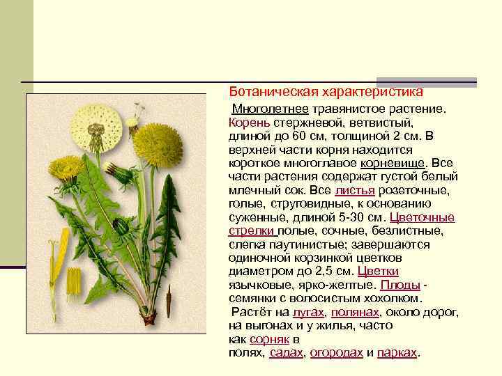 Ботаническая характеристика Многолетнее травянистое растение. Корень стержневой, ветвистый, длиной до 60 см, толщиной 2