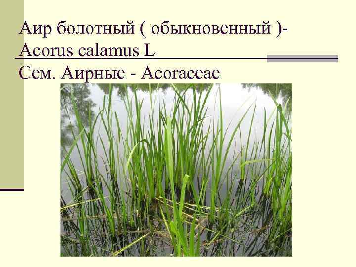 Аир болотный ( обыкновенный )Acorus calamus L Сем. Аирные - Acoraceae 