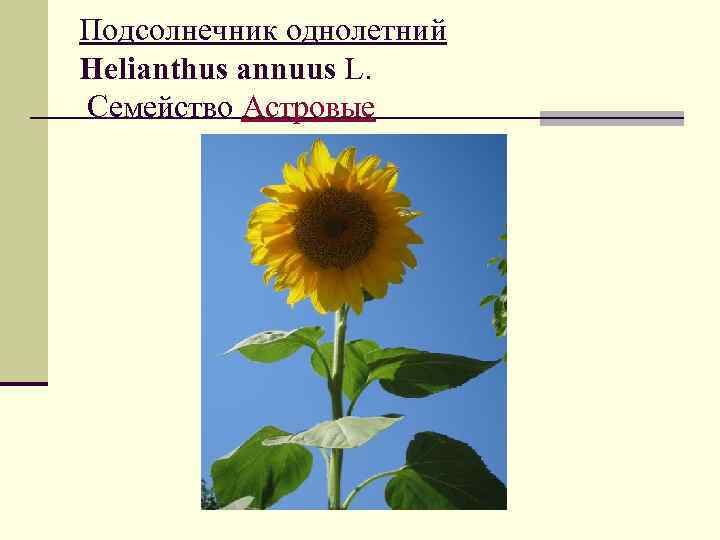 Подсолнечник однолетний Helianthus annuus L. Семейство Астровые Asteraceae 