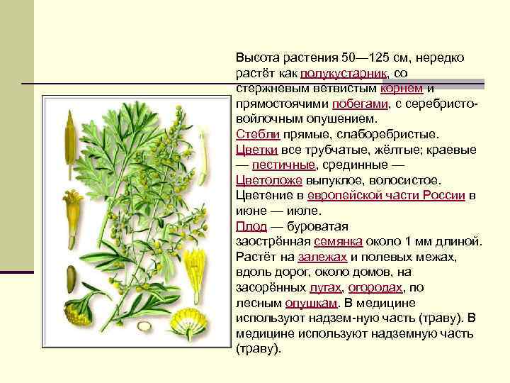 Высота растения 50— 125 см, нередко растёт как полукустарник, со стержневым ветвистым корнем и