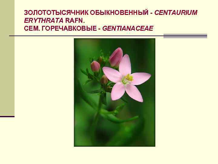 ЗОЛОТОТЫСЯЧНИК ОБЫКНОВЕННЫЙ - CENTAURIUM ERYTHRATA RAFN. СЕМ. ГОРЕЧАВКОВЫЕ - GENTIANACEAE 