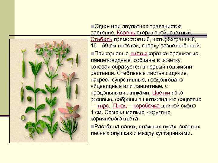 n. Одно- или двулетнее травянистое растение. Корень стержневой, светлый. Стебель прямостоячий, четырёхгранный, 10— 50