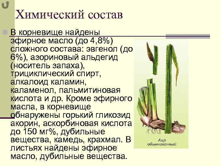 Химический состав n В корневище найдены эфирное масло (до 4, 8%) сложного состава: эвгенол