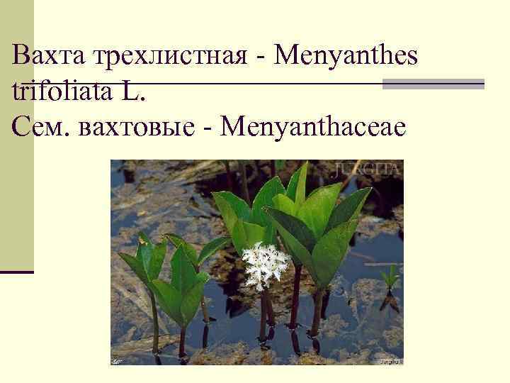 Вахта трехлистная - Menyanthes trifoliata L. Сем. вахтовые - Menyanthaceae 