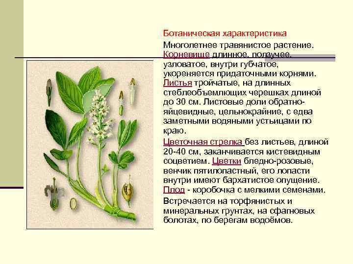 Ботаническая характеристика Многолетнее травянистое растение. Корневище длинное, ползучее, узловатое, внутри губчатое, укореняется придаточными корнями.