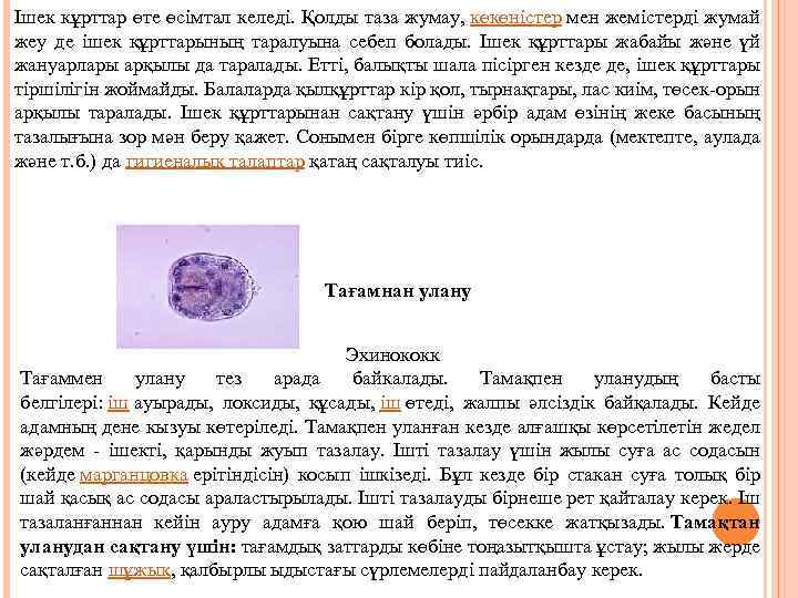 Ішек кұрттар өте өсімтал келеді. Қолды таза жумау, көкөністер мен жемістерді жумай жеу де