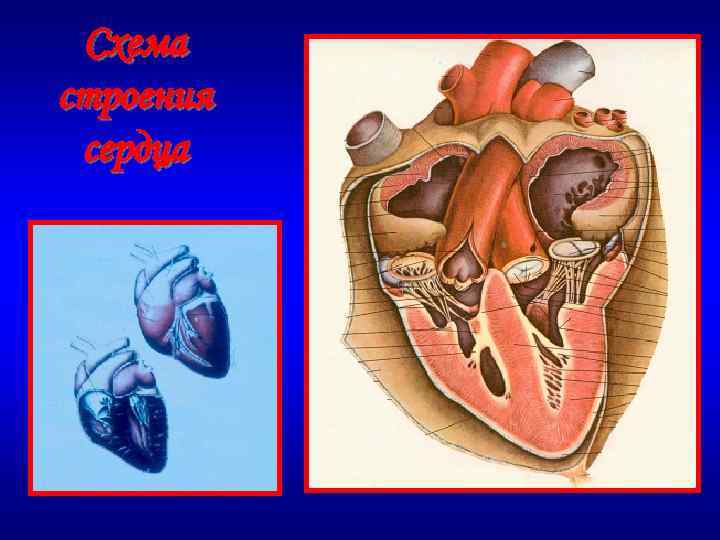 Схема строения сердца 