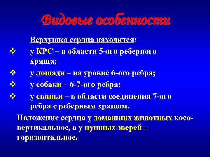 Видовые особенности Верхушка сердца находится: v у КРС – в области 5 -ого реберного