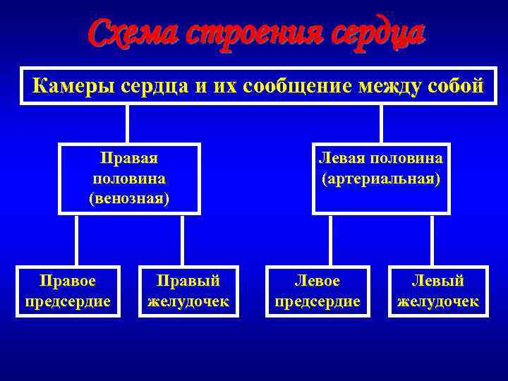 Схема строения сердца Камеры сердца и их сообщение между собой Правая половина (венозная) Правое