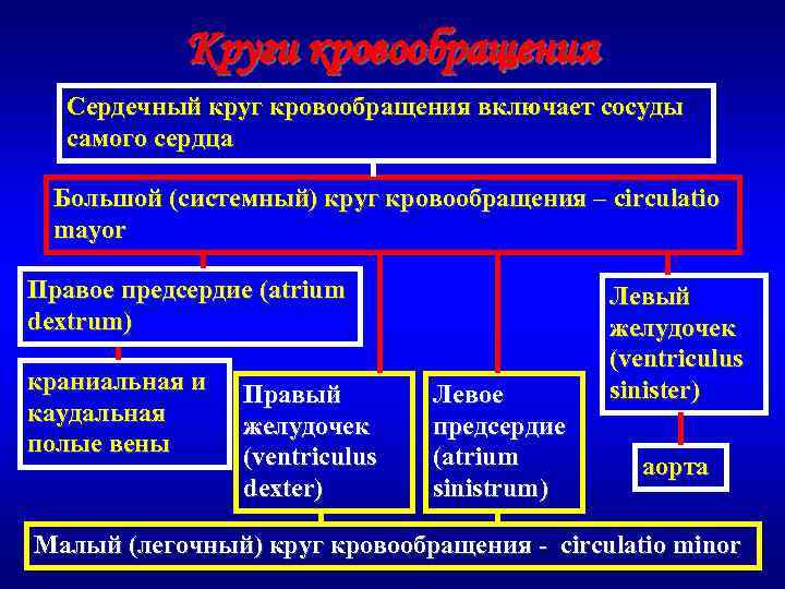 Круги кровообращения Сердечный круг кровообращения включает сосуды самого сердца Большой (системный) круг кровообращения –