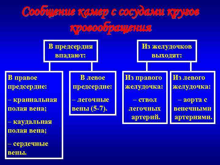 Сообщение камер с сосудами кругов кровообращения В предсердия впадают: Из желудочков выходят: В правое