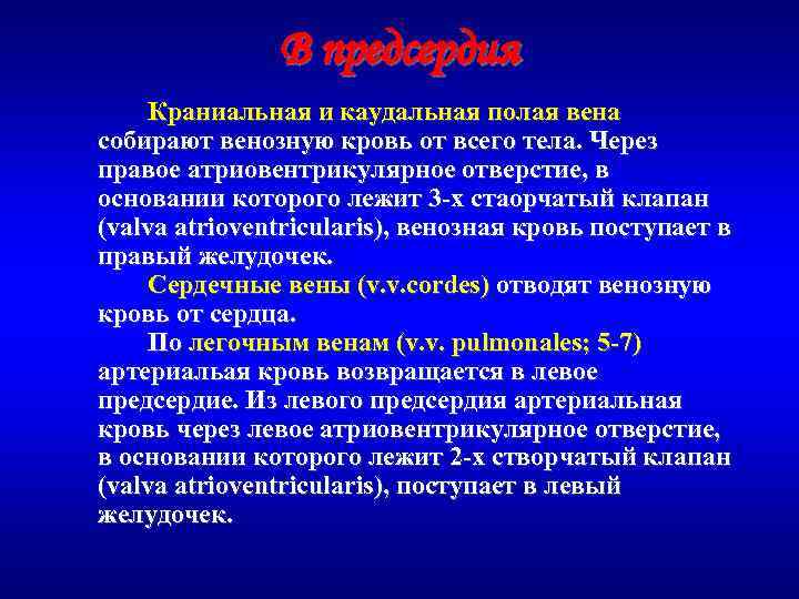 В предсердия Краниальная и каудальная полая вена собирают венозную кровь от всего тела. Через