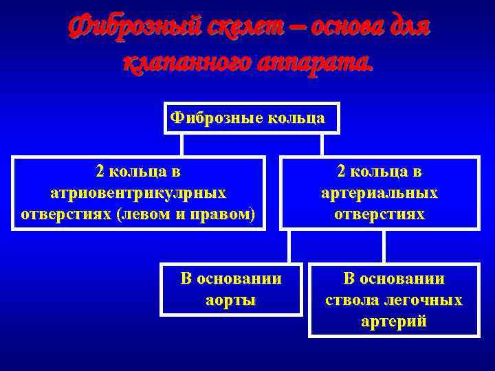 Фиброзный скелет – основа для клапанного аппарата. Фиброзные кольца 2 кольца в атриовентрикулрных отверстиях