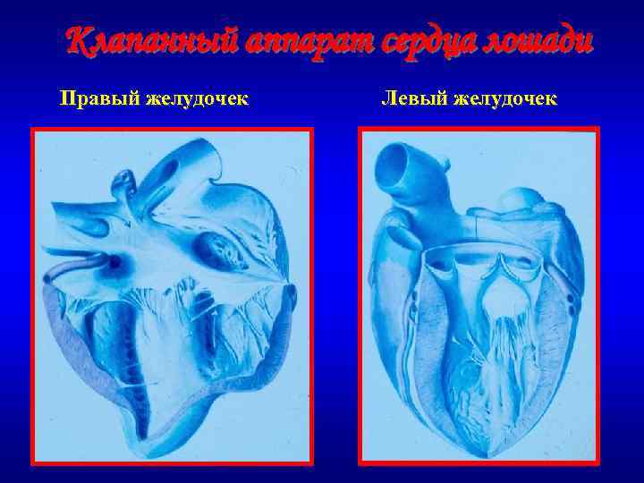 Клапанный аппарат сердца лошади Правый желудочек Левый желудочек 