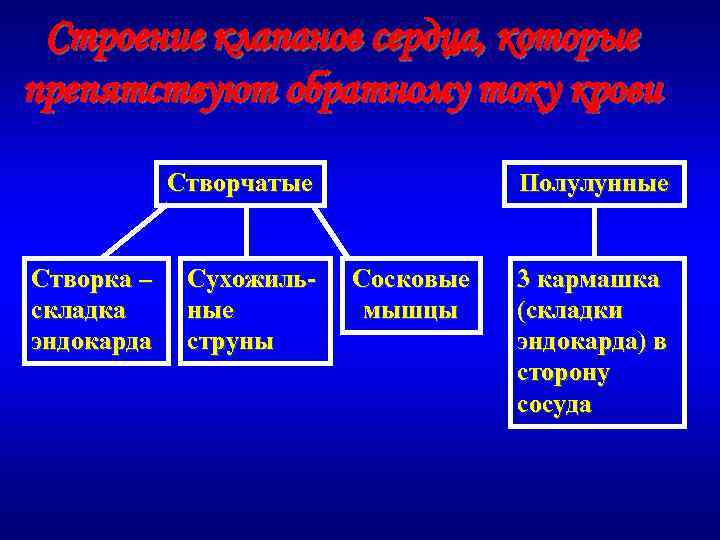 Строение клапанов сердца, которые препятствуют обратному току крови Створчатые Створка – складка эндокарда Сухожильные