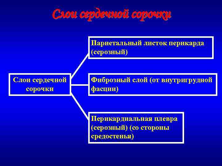 Слои сердечной сорочки Париетальный листок перикарда (серозный) Слои сердечной сорочки Фиброзный слой (от внутригрудной