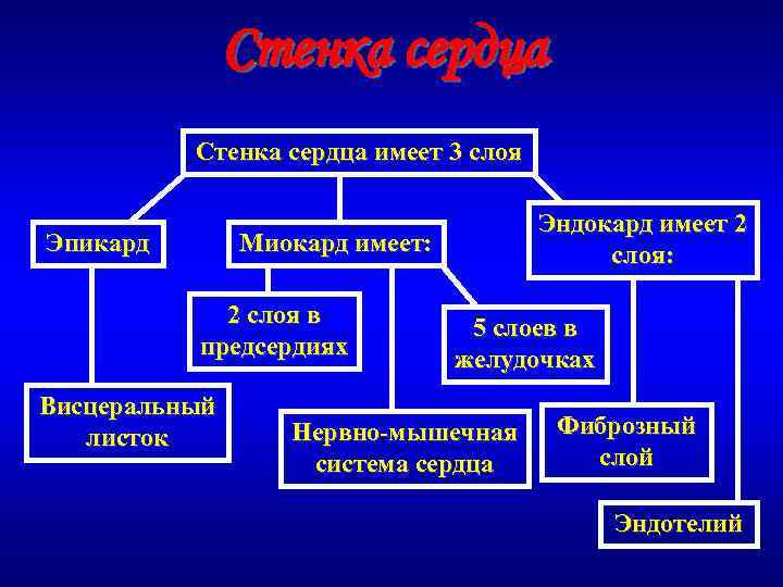 Стенка сердца имеет 3 слоя Эпикард Эндокард имеет 2 слоя: Миокард имеет: 2 слоя