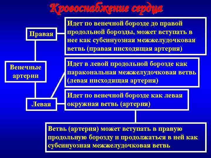 Кровоснабжение сердца Правая Идет по венечной борозде до правой продольной борозды, может вступать в