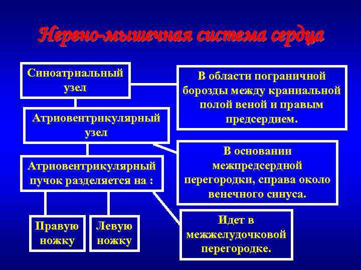 Нервно-мышечная система сердца Синоатриальный узел Атриовентрикулярный пучок разделяется на : Правую ножку Левую ножку