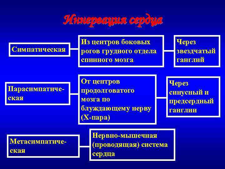 Иннервация сердца Симпатическая Парасимпатическая Метасимпатическая Из центров боковых рогов грудного отдела спинного мозга От