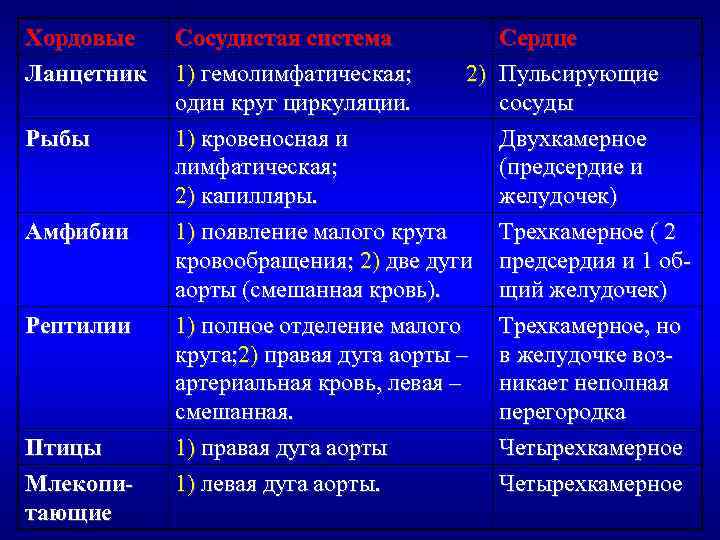 Хордовые Ланцетник Рыбы Амфибии Рептилии Птицы Млекопитающие Сосудистая система 1) гемолимфатическая; 2) один круг