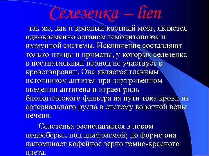 Селезенка – lien -так же, как и красный костный мозг, является одновременно органом гемоцитопоэза